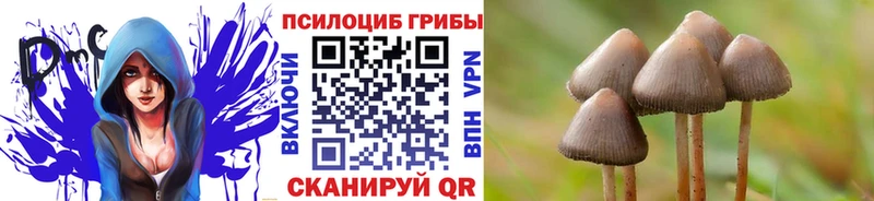 Псилоцибиновые грибы Psilocybine cubensis  Вяземский 
